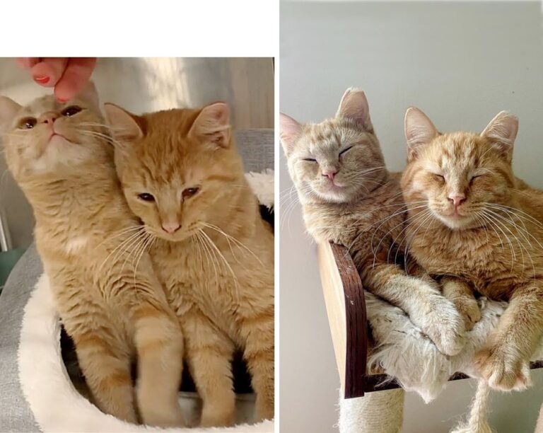 Questi due gattini rossi sono stati salvati insieme da una colonia, oggi sono inseparabili