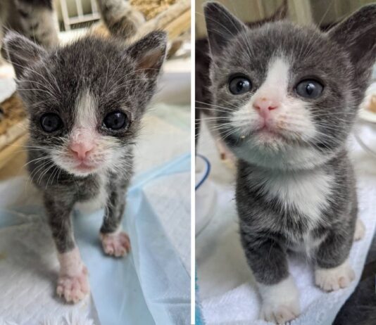 É il più piccolo della sua cucciolata, ma le cure di una volontaria gli salvano la vita
