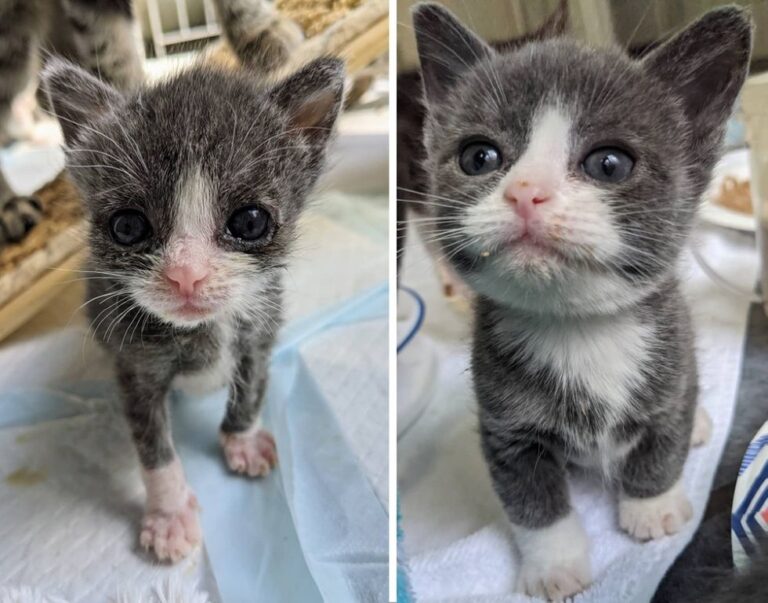 É il più piccolo della sua cucciolata, ma le cure di una volontaria gli salvano la vita