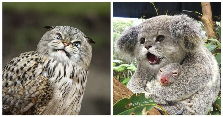 Montaggi tra gatti e altri animali: ecco le foto più belle e divertenti