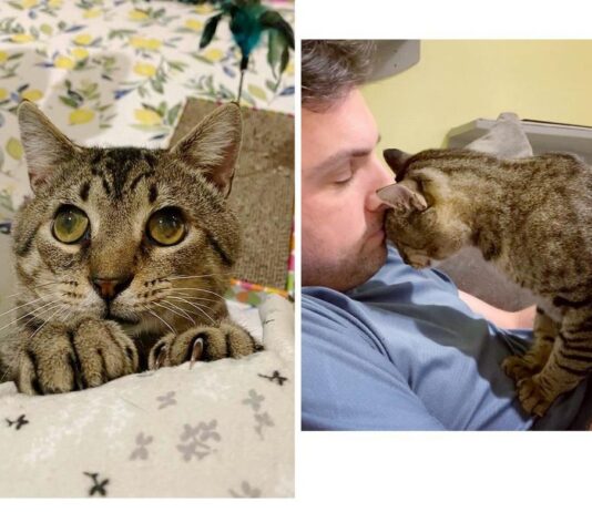 Tom è cieco, ma è in cerca di una casa in cui portare tutti i colori del mondo