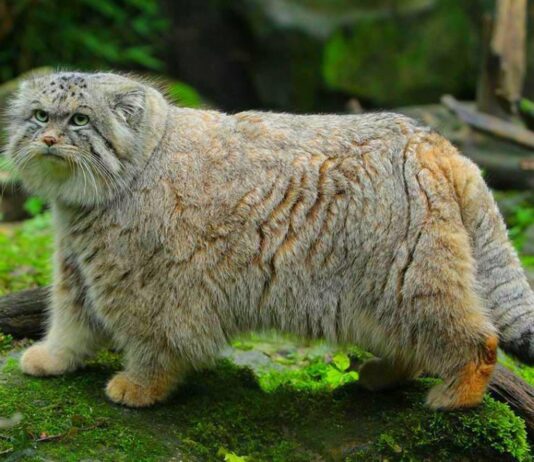 gatto-di-pallas-mongolia