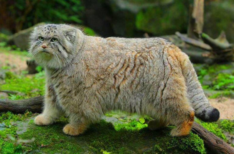gatto-di-pallas-mongolia