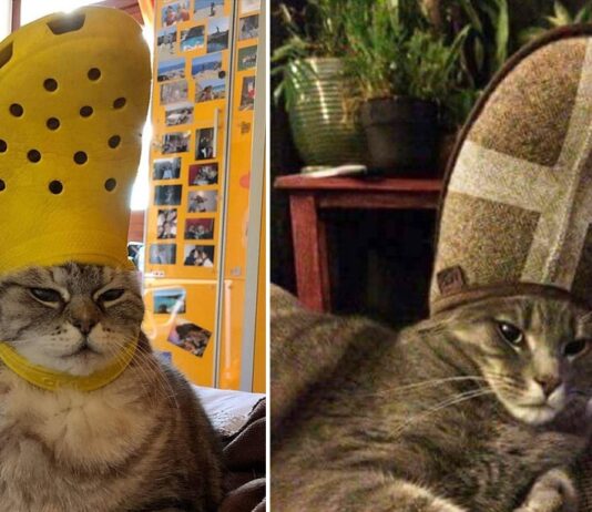 gatto papa pantofola