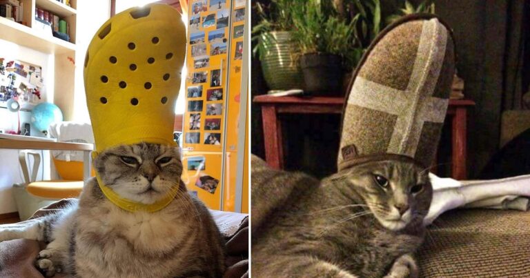 gatto papa pantofola