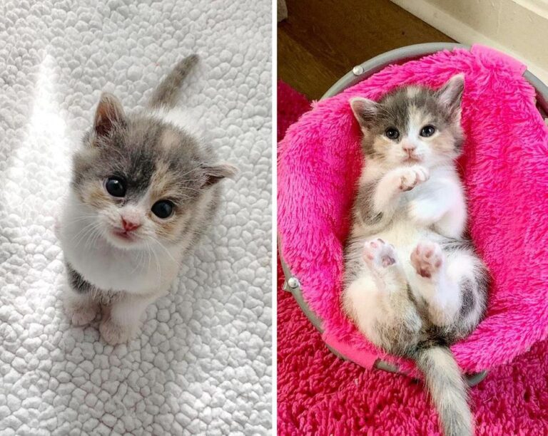 L’hanno salvata dalla strada, ora questa gattina ha una casa e una nuova sorella