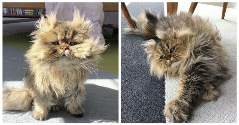Barnaby, il gatto perennemente “spettinato”