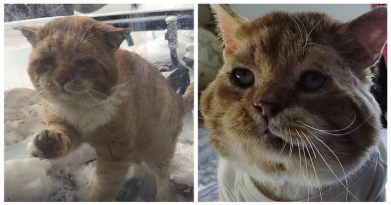 Gatto malato ed infreddolito “bussa” alla finestra per chiedere di essere adottato