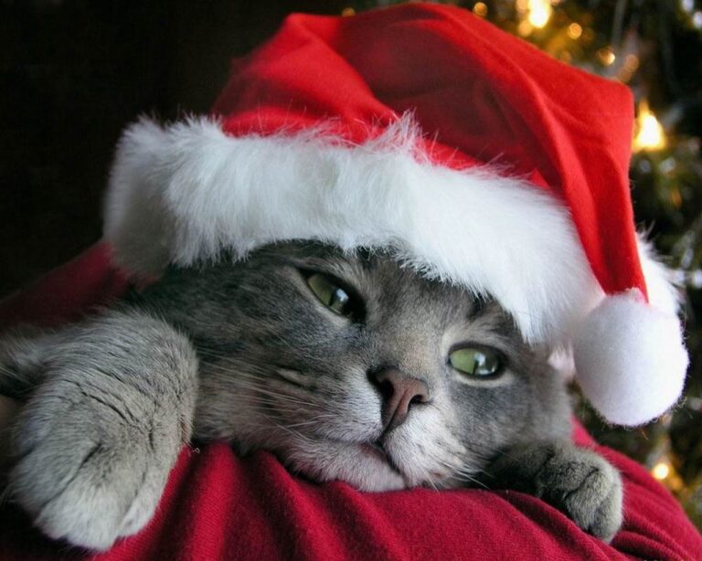 I migliori regali da mettere nella calza della Befana per il nostro gatto