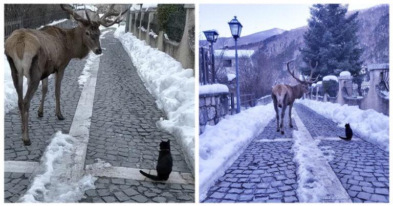 gatto e cervo
