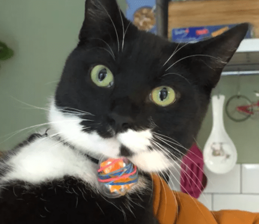 Gatto “postino” fa nascere un’amicizia epistolare tra vicini di casa