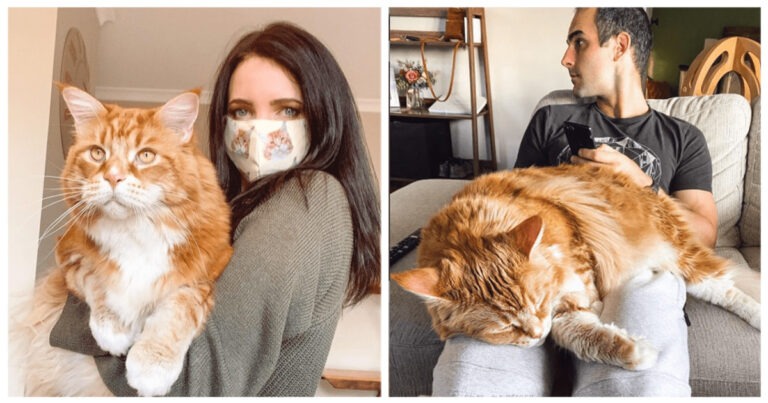 Omar resta il gatto più grande del mondo