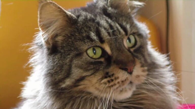 Maine Coon: caratteristiche e prezzo del gatto gigante