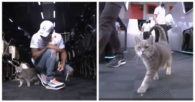 Un gatto grigio si fa coccolare da Lewis Hamilton nei box Mercedes