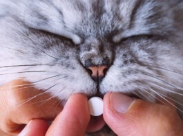 dare la pastiglia al gatto