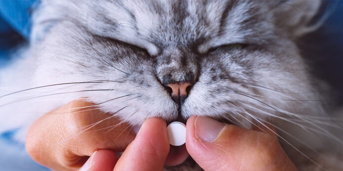 dare la pastiglia al gatto