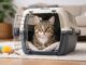 Abituare il gatto al trasportino: guida senza stress Abituare il gatto al trasportino