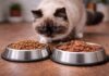 Alimentazione mista nel gatto: ha davvero senso? Alimentazione mista nel gatto
