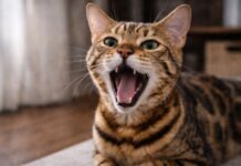 Alito cattivo nel gatto: quando è solo igiene e quando no Alito cattivo nel gatto