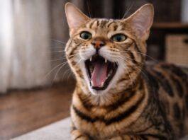 Alito cattivo nel gatto: quando è solo igiene e quando no Alito cattivo nel gatto