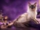 Balinese: il Siamese a pelo lungo tra eleganza e vocalità Balinese