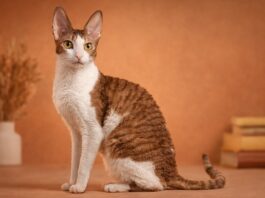Cornish Rex