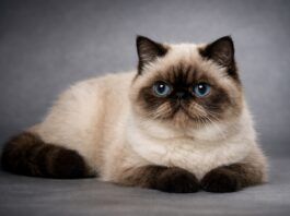 Exotic Shorthair: carattere, caratteristiche e gestione Exotic Shorthair