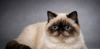 Exotic Shorthair