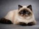 Exotic Shorthair