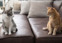 Gatti che smettono di andare d’accordo all’improvviso Gatti che smettono di andare d’accordo