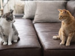 Gatti che smettono di andare d’accordo all’improvviso Gatti che smettono di andare d’accordo