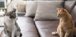 Gatti che smettono di andare d’accordo all’improvviso Gatti che smettono di andare d’accordo