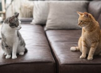 Gatti che smettono di andare d’accordo all’improvviso Gatti che smettono di andare d’accordo