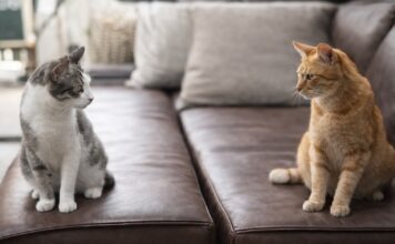 Gatti che smettono di andare d’accordo all’improvviso Gatti che smettono di andare d’accordo