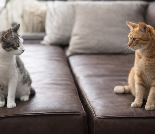 Gatti che smettono di andare d’accordo