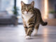 Gatto Europeo: carattere, caratteristiche e cure Gatto_Europeo