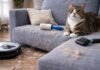 Gatto che perde molto pelo in casa: come gestirlo senza stress Gatto che perde molto pelo