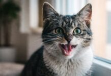 Gatto che respira affannosamente: segnali da non sottovalutare Gatto che respira affannosamente