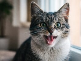 Gatto che respira affannosamente