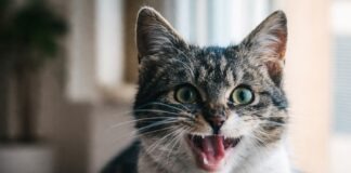 Gatto che respira affannosamente: segnali da non sottovalutare Gatto che respira affannosamente