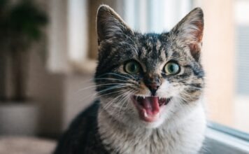 Gatto che respira affannosamente: segnali da non sottovalutare Gatto che respira affannosamente