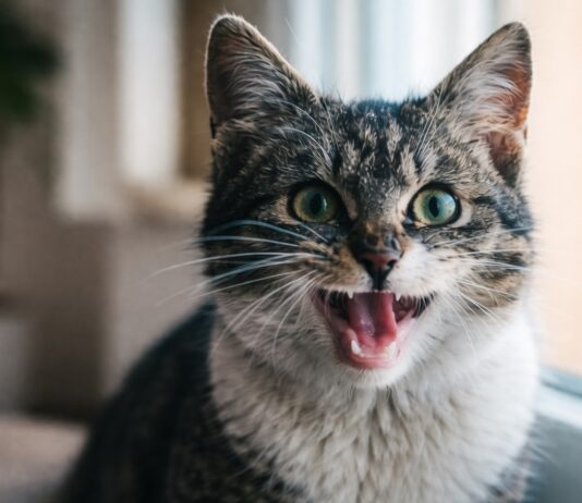 Gatto che respira affannosamente