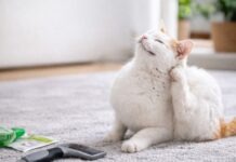 Gatto che si gratta spesso: parassiti o altro? Gatto che si gratta spesso