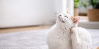 Gatto che si gratta spesso: parassiti o altro? Gatto che si gratta spesso