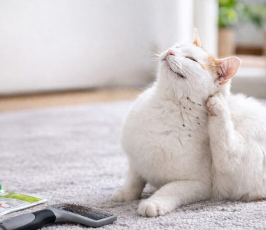 Gatto che si gratta spesso