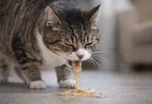 Gatto che vomita spesso: quando è normale e quando no Gatto che vomita spesso