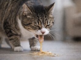 Gatto che vomita spesso: quando è normale e quando no Gatto che vomita spesso