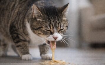 Gatto che vomita spesso: quando è normale e quando no Gatto che vomita spesso