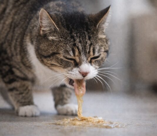 Gatto che vomita spesso: quando è normale e quando no Gatto che vomita spesso