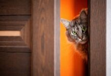 Inserimento di un nuovo gatto: errori che causano conflitti Inserimento di un nuovo gatto